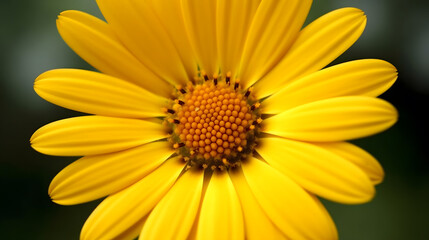 Single Yellow Daisy Bloom