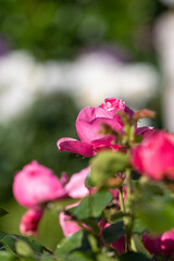 Red roses in sunlight blooming in a garden