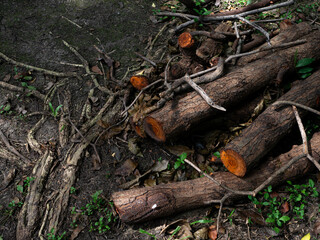 Freshly chopped logs trunks pile Timber forest wood industry.