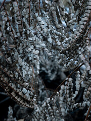 winter dry blue leave. nature view decoration background texture.