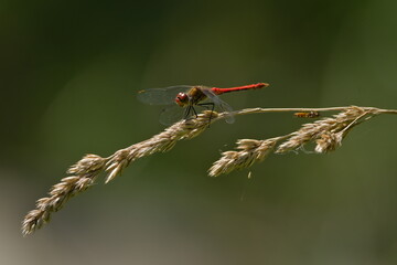 Dragonfly Sympetrum striolatum aka common darter perched on grass straw. Nature of Czech republic.