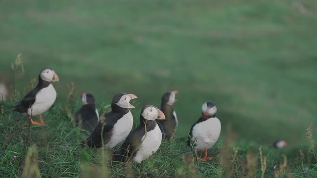 비에 젖은 절벽 위, 조용히 앉아 있는 퍼핀 떼 | 페로 제도 자연 다큐
| Soaked Puffins Resting on Rainy Cliffs | Faroe Islands Nature Documentary