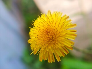 close up of  The flower of the Sonchus arvensis is a wild plant that is often used as a traditional medicine.
