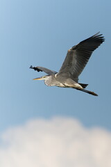 Ardea cinerea aka grey heron in flight. Huge wings spread. Nice detail of plumage on the wings. Heron with injured beak.