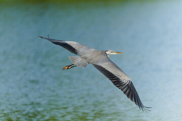 Ardea cinerea aka grey heron in flight. Huge wings spread. Nice detail of plumage on the wings. Upper point of view.