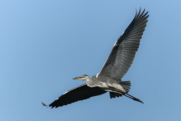 Fototapeta premium Ardea cinerea aka grey heron in flight. Huge wings spread. Nice detail of plumage on the wings. Heron with injured beak.