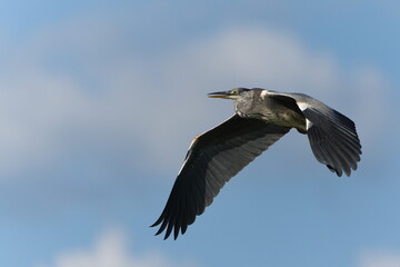 Ardea cinerea aka grey heron in flight. Huge wings spread. Nice detail of plumage on the wings. Heron with injured beak.