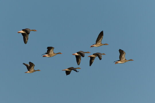 Flock of Greylag Goose aka Anser Anser is flying in formation over the pond. Common waterfowl bird in Czech republic.