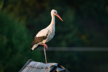 Ciconia ciconia aka White Stork perched on the roof on one leg. Big bird from Czech republic.