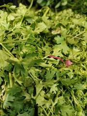 Freshly picked cilantro showing vibrant green leaves with a hint of pink in a bustling market during the afternoon