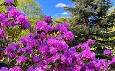 In the summer, cherry blossoms bloom in the National Botanical Garden of Minsk.