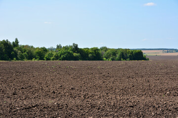 Ploughed field with trees and blue sky on a sunny day