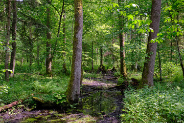 Late springtime deciduous forest by Perebel River