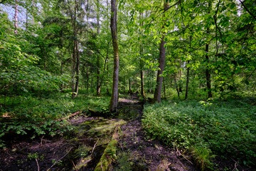 Late springtime deciduous forest by Perebel River