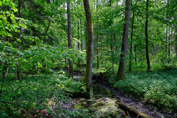 Late springtime deciduous forest by Perebel River