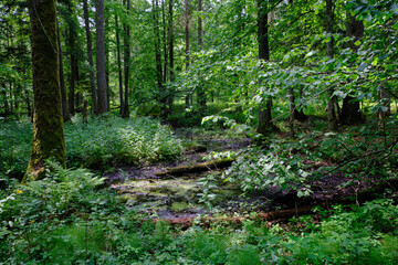 Late springtime deciduous forest by Perebel River