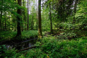 Late springtime deciduous forest by Perebel River