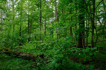 Late springtime deciduous forest with fresh green rich trees around
