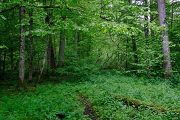 Late springtime deciduous forest with fresh green rich trees around