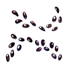 Watercolor black small stones and seeds. Set of hand drawn clipart with tropical fruits seeds for design juices, cocktails, kitchen, jams, preserves, drinks, healthy eating, food, vegetarians.
