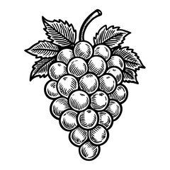 Grapes black and white illustration