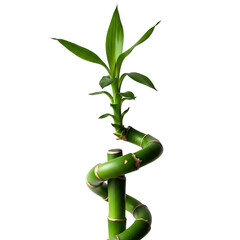 A vibrant green lucky bamboo plant with a spiral stem isolated on transparent background