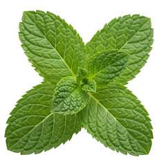 Fresh green mint leaves isolated on transparent background for culinary and medicinal use
