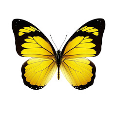 Vibrant yellow butterfly with black markings isolated on transparent background