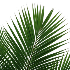 Close up of vibrant green palm fronds against a clean white backdrop isolated on transparent background