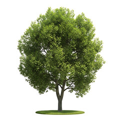 A lush green deciduous tree with a full canopy isolated on transparent background