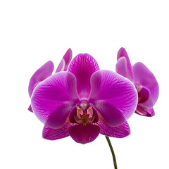 Vibrant purple orchid bloom with delicate petals isolated on transparent background