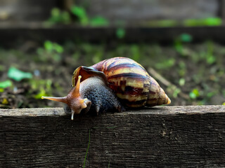 Giant african snail (Lissachatina fulica), close up of snail, walking snail on wood © Faisal