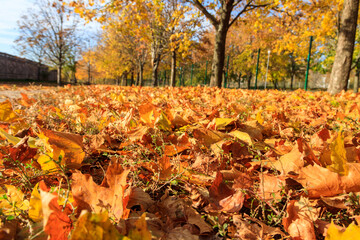 Fallen colorful maple leaves on ground in autumn city park