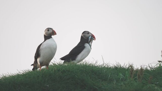 먹이를 부리에 문 퍼핀 | 절벽과 바다를 배경으로 한 자연의 순간
| Puffin with Prey | Cliffside Wildlife Scene in Faroe Islands