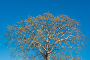 big tree dry blue sky