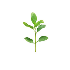 Fototapeta premium Close-up of a small green plant stem with leaves