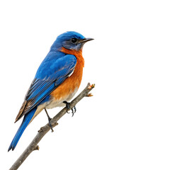 Fototapeta premium Colorful blue and orange exotic bird kingfisher sitting on a perch isolated on a transparent background png