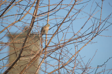Chaffinch perched in a tree in a sub-urban setting, North Yorkshire, England, United Kingdom