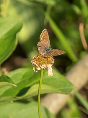 Small Brown Butterfly Perched on a Fading Flower Head