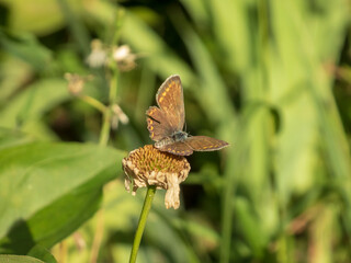 Small Brown Butterfly Perched on a Fading Flower Head