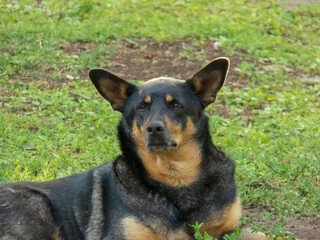 Close-up Portrait of a Black and Tan Dog Resting Outdoors