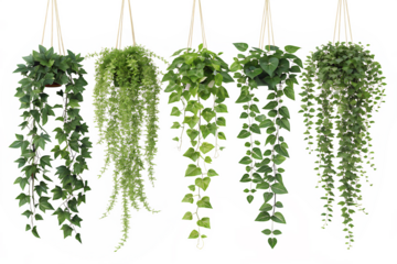 Five artificial hanging ivy plants, showcasing different shades and textures of green, on AI generated by PNG