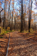 Empty alley covered by fallen oak leaves in autumn park