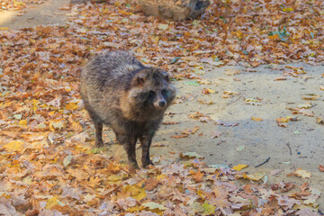 Common raccoon dog (Nyctereutes procyonoides), also called the Chinese or Asian raccoon dog