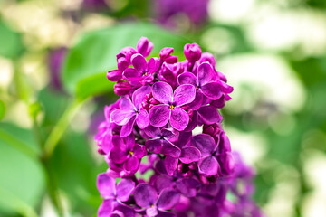 Vibrant purple lilac flowers blooming among lush green foliage in sunlight