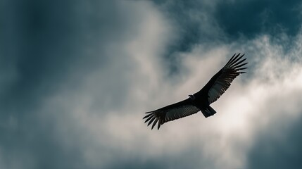 Fototapeta premium Majestic vulture soaring elegantly against a dramatic cloud-filled sky.