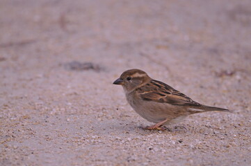 close up of a sparrow