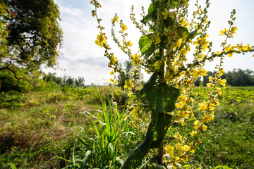 Verbascum thapsus