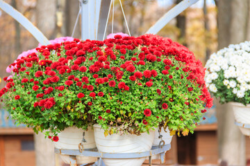 Colorful chrysanthemums flowers in pots in a park