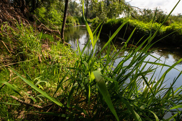 Fototapeta premium Serio (river)